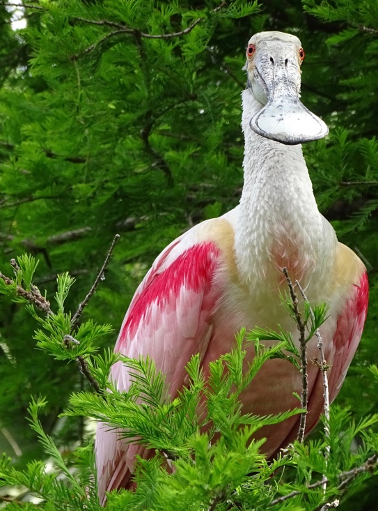 Roseate Spoonbill at the St. Augustine Alligator Farm